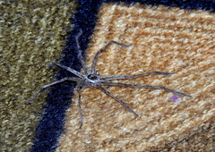 Heteropoda venatoria