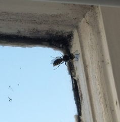 Ectemnius cephalotes