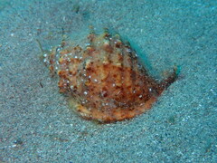 Galeodea echinophora