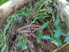 Spirama helicina