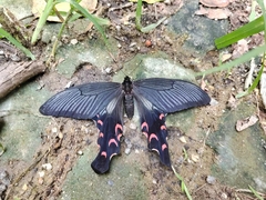 Papilio elwesi