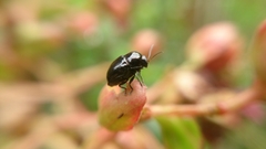 Cryptocephalus swinhoei
