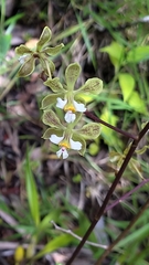 Encyclia granitica
