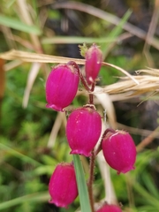 Daboecia azorica