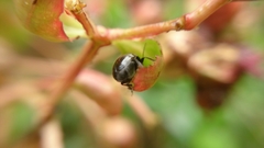 Cryptocephalus swinhoei