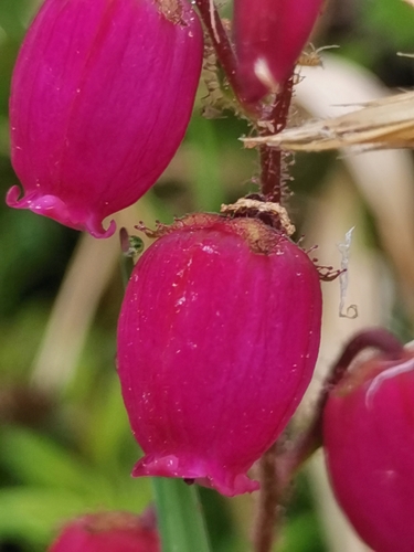 Image of Azores Heath (Daboecia azorica) by (c) Ljaž, some rights reserved (CC BY)
