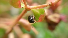 Cryptocephalus swinhoei