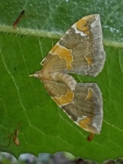 Eulithis pyropata