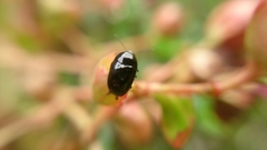 Cryptocephalus swinhoei