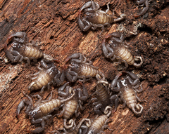 Hormurus