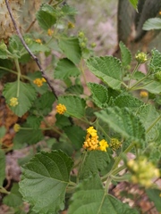 Lantana depressa