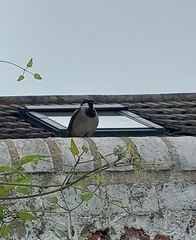 Passer domesticus