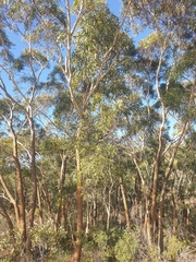 Eucalyptus suberea