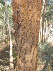 Eucalyptus suberea