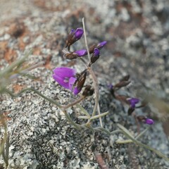 Glycine rubiginosa