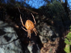 Araneus pallidus