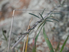 Glycine rubiginosa