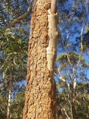 Eucalyptus suberea