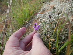 Glycine rubiginosa