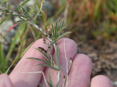 Glycine rubiginosa