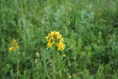 Ligularia glauca