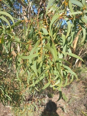 Eucalyptus suberea