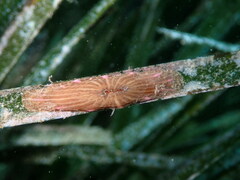 Paractinia striata