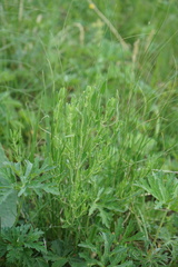 Dracocephalum peregrinum