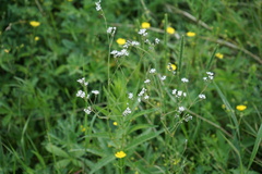 Gypsophila altissima