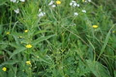 Gypsophila altissima