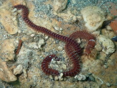 Leodice torquata