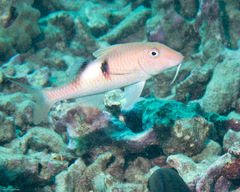 Parupeneus pleurostigma