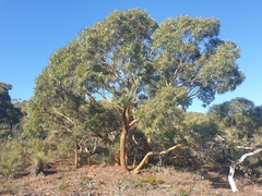 Eucalyptus suberea