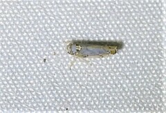 Scaphoideus opalinus