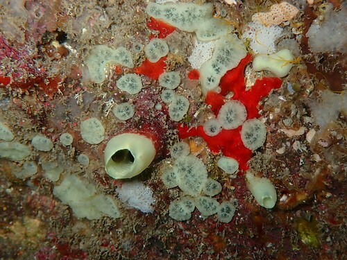 Green Boring Sponge, photo 3 of 10