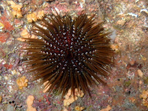 Atlantic Purple Sea Urchin, photo 4 of 9