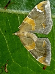 Eulithis pyropata