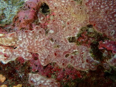 Polysyncraton lacazei