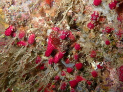 Alcyonium coralloides