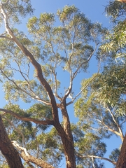 Eucalyptus suberea