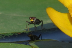 Hydromyza livens