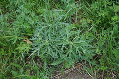 Delphinium laxiflorum