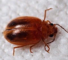 Prionocyphon limbatus