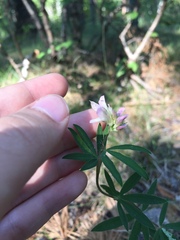 Trifolium lupinaster