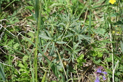 Delphinium laxiflorum