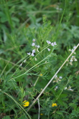 Astragalus austriacus