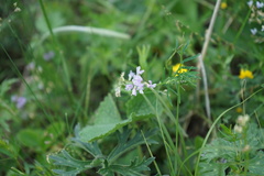 Astragalus austriacus