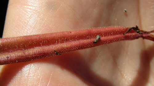 Pinguicula elongata