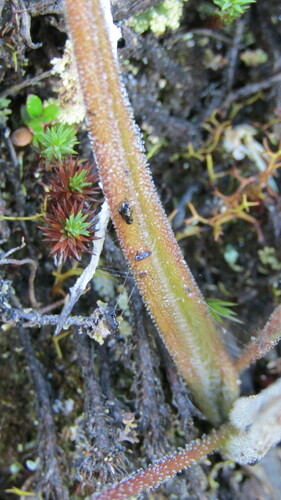 Pinguicula elongata