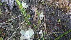 Pinguicula elongata